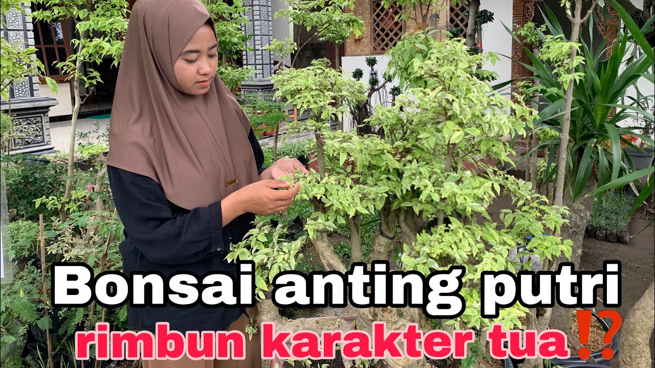 BONSAI ANTING PUTRI KARAKTER TUA⁉️