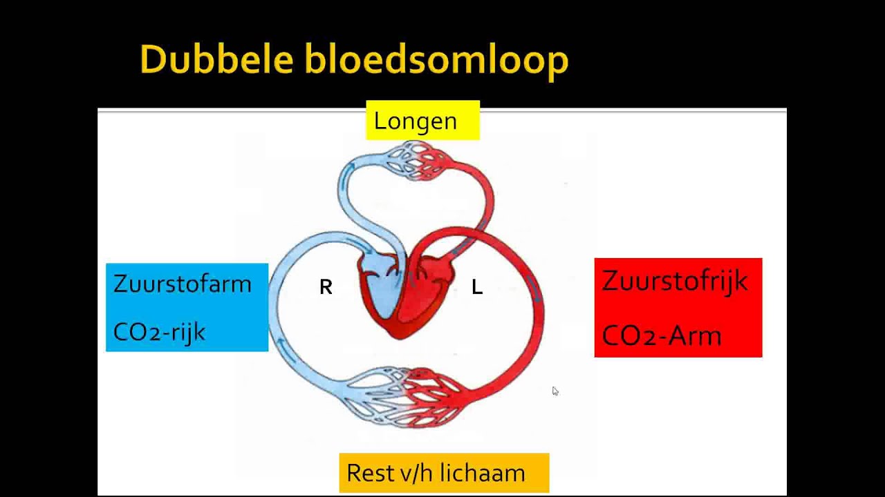 2 bloedsomloop