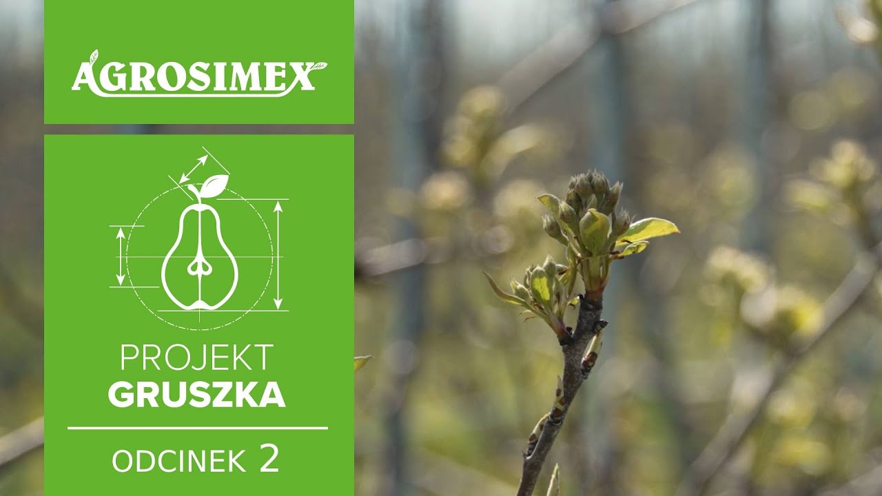 Projekt Gruszka odc. 2 - Sposób na sukces w uprawie grusz | Agrosimex