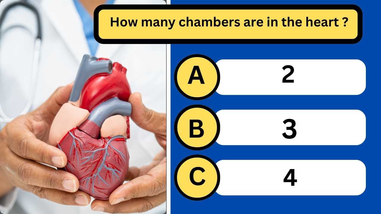 20-Question Human Body Trivia Quiz | Test Your Anatomy Knowledge!