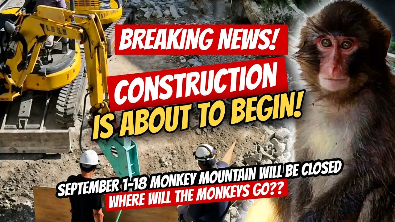 BREAKING:Ichikawa Monkey Mountain Closes September 1&mdash;Major Renovation Construction Is About to Begin