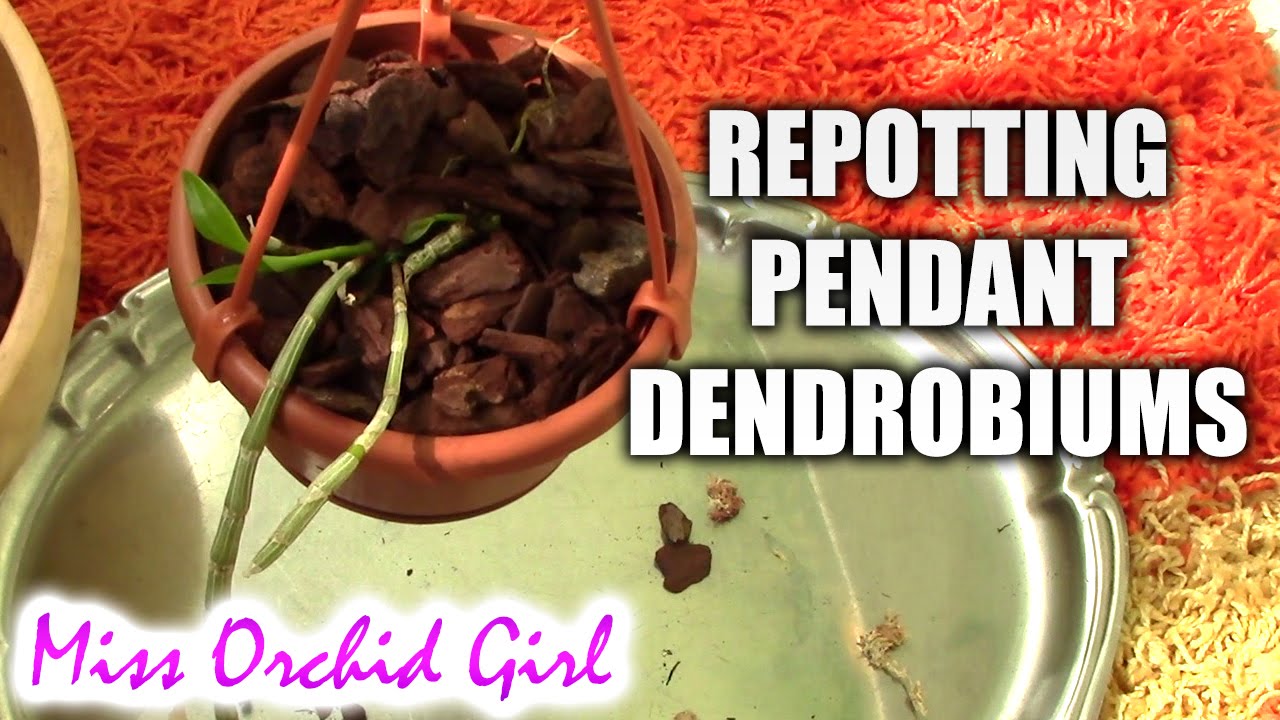 Repotting and stabilizing pendant Dendrobium orchids