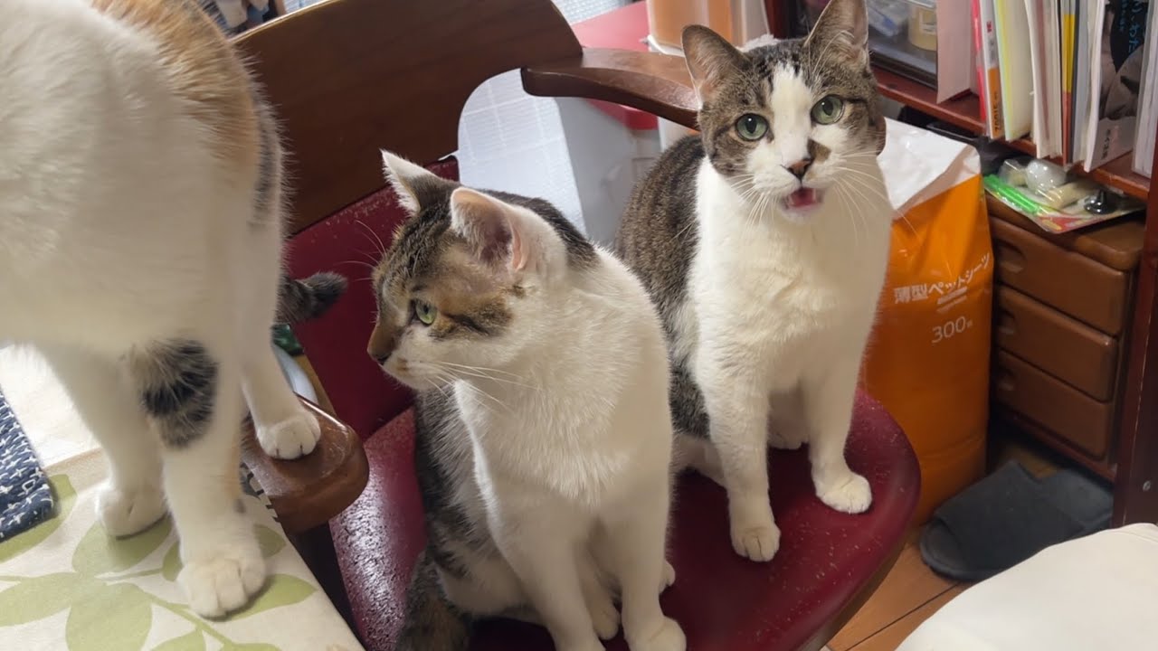 猫ってなんでこんなに可愛いのでしょうか