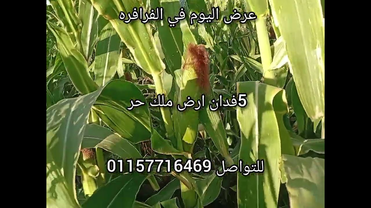 عرض اليوم في الفرافره 5فدان ارض جمعية ملك حر التفاصيل كامله داخل الفديو 