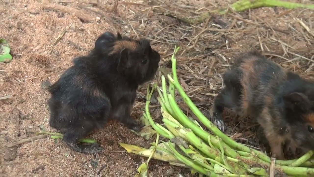 Guinea Pig Cam Monday Morning February 2nd 2026