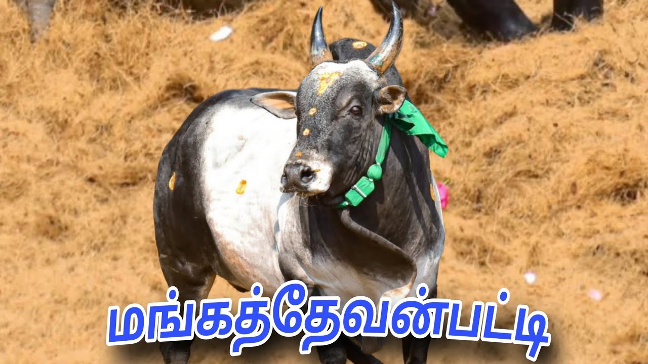 மங்கத்தேவன்பட்டி ஜல்லிக்கட்டு 2026 வீடியோ 