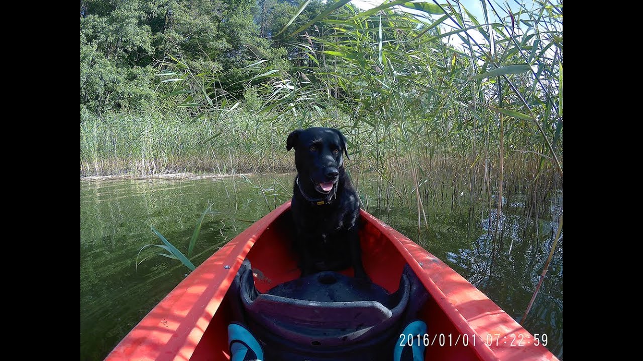 Kayaking With Your Dog - The Dog Training
