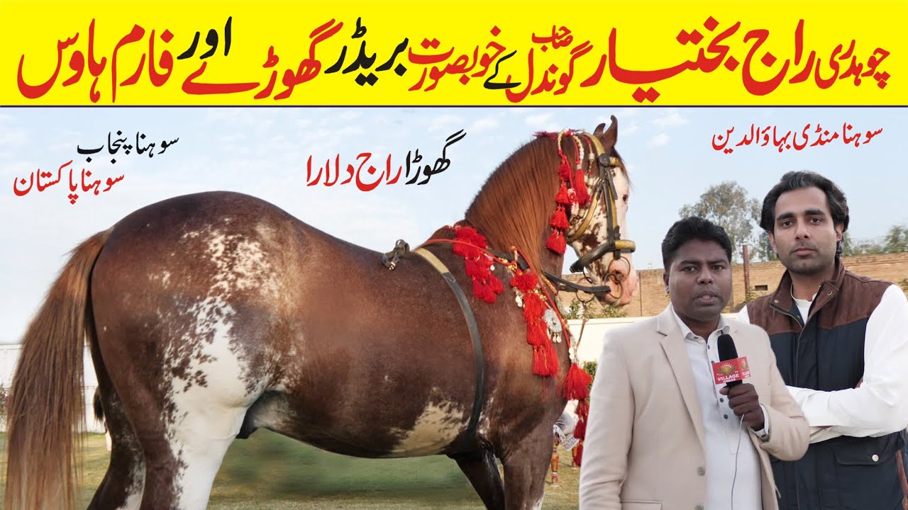 Attractive Farmhouse | Raj Bakhatyar Gondal | Desi horse farming | tent pegging | Beautiful Culture