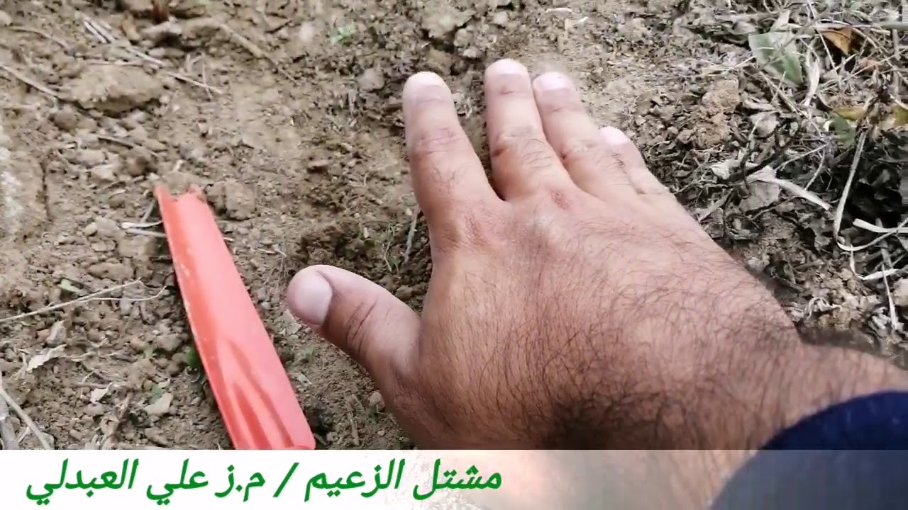زراعة الباميا بالتفصيل (الجزء الأول)