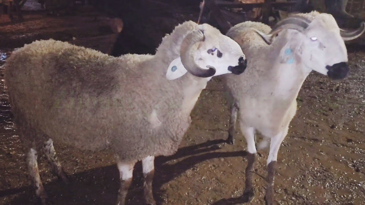 🌧️من سوق الأسبوعي سبت سطات مع تمن خروف حولى 🇲🇦