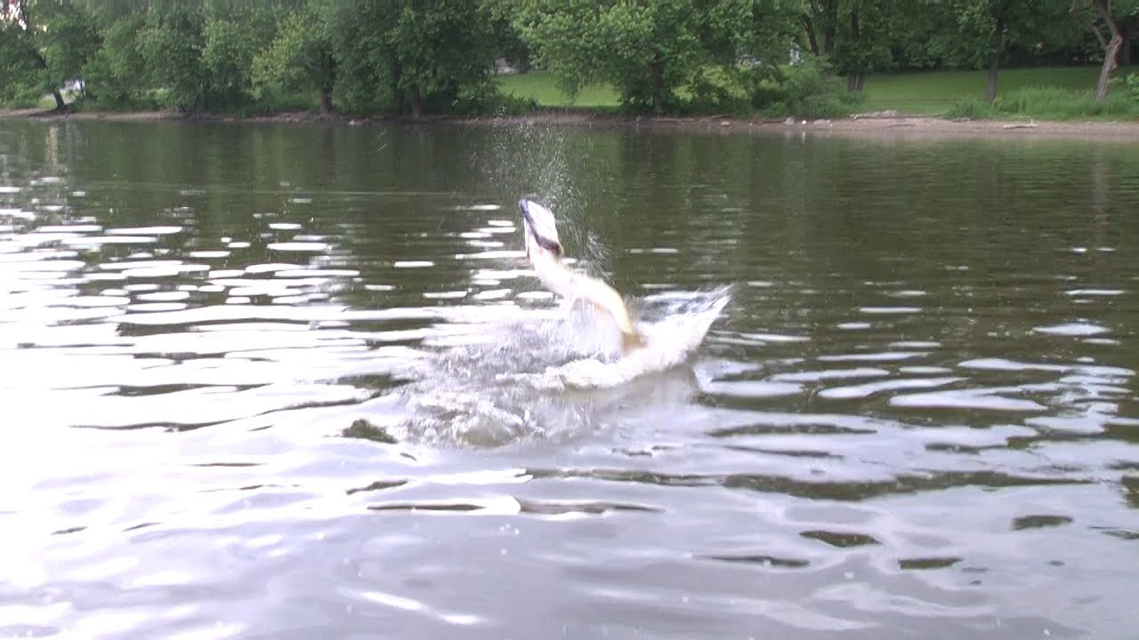 Topwater Fox River Muskies