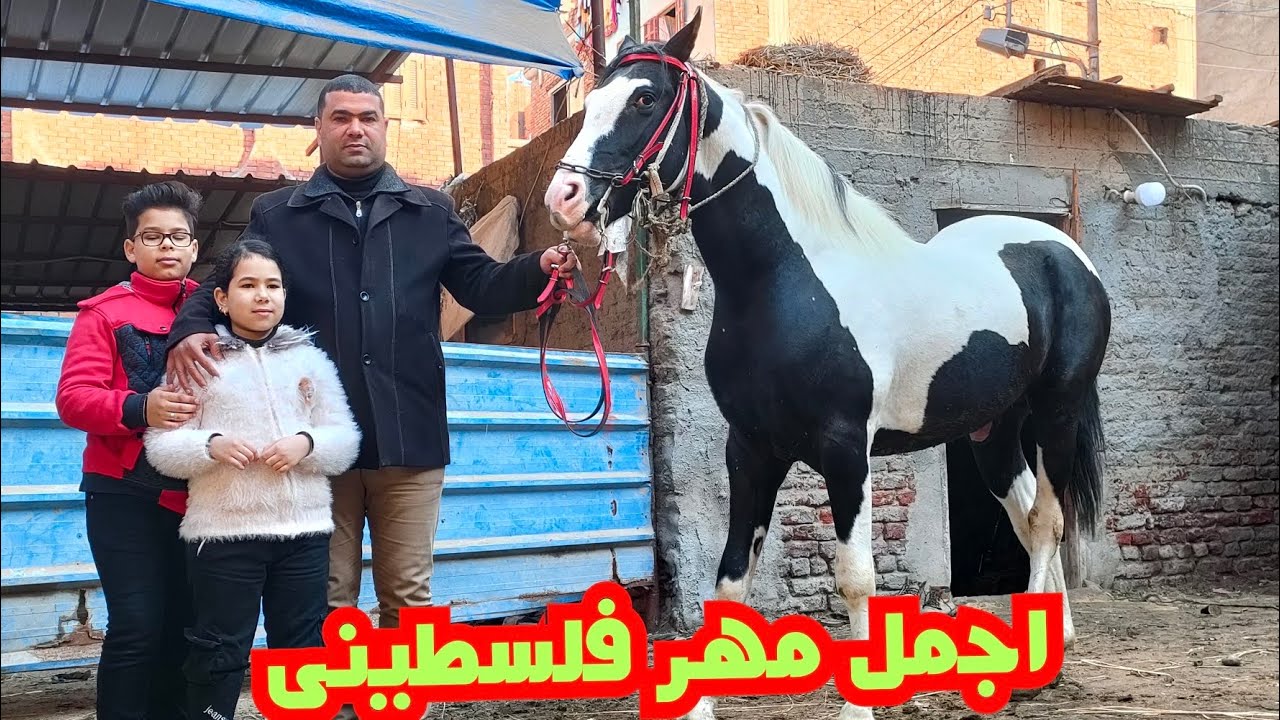 ارخص مهر فلسطيني يا ترى رزق مين من مزرعه الاستاذ 2023/2/17
