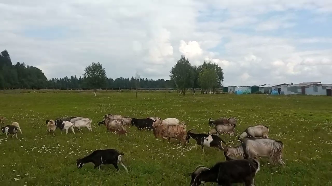 Моё ХозяйствоЛетний Выпас2024ДетёнышиЗвери Едят Траву Изменения Окраса#goat#goats#farmer