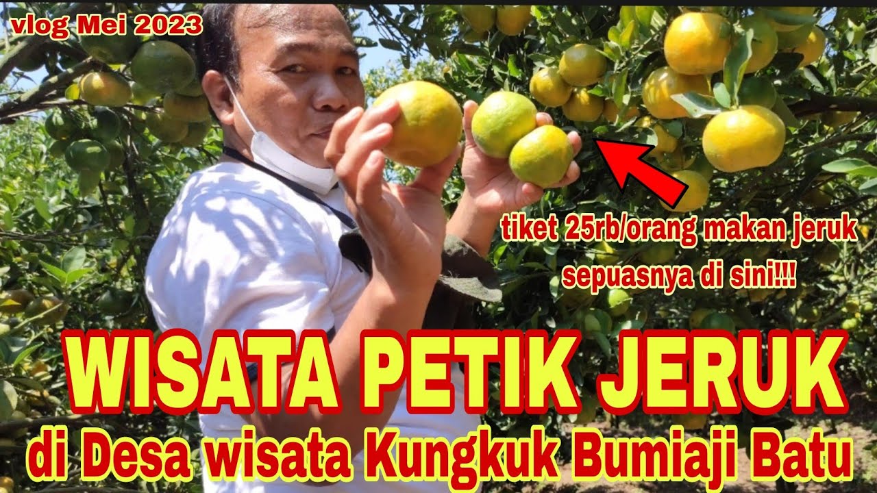 WISATA PETIK JERUK BUMIAJI BATU MALANG