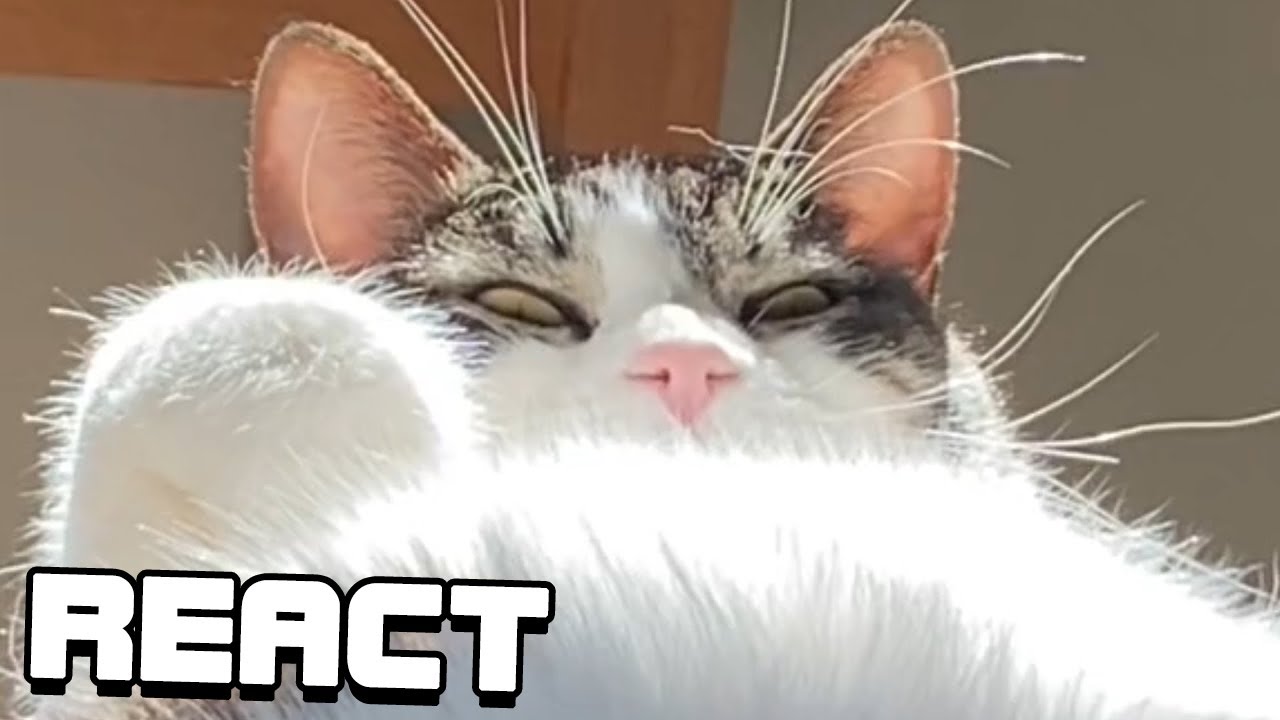 React: Memes Compilation V178