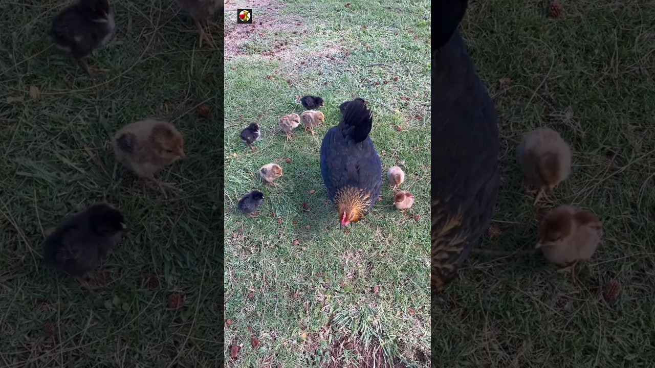 Baby Chickens with Mother Hen Sound ❤️