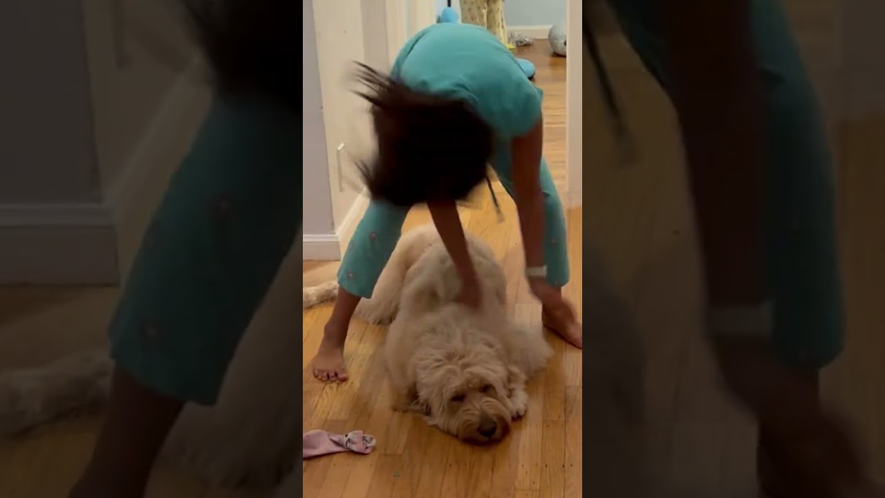 Just another day with my crazy hooman #sendhelp #crazyfam #sleepydog #goldendoodle