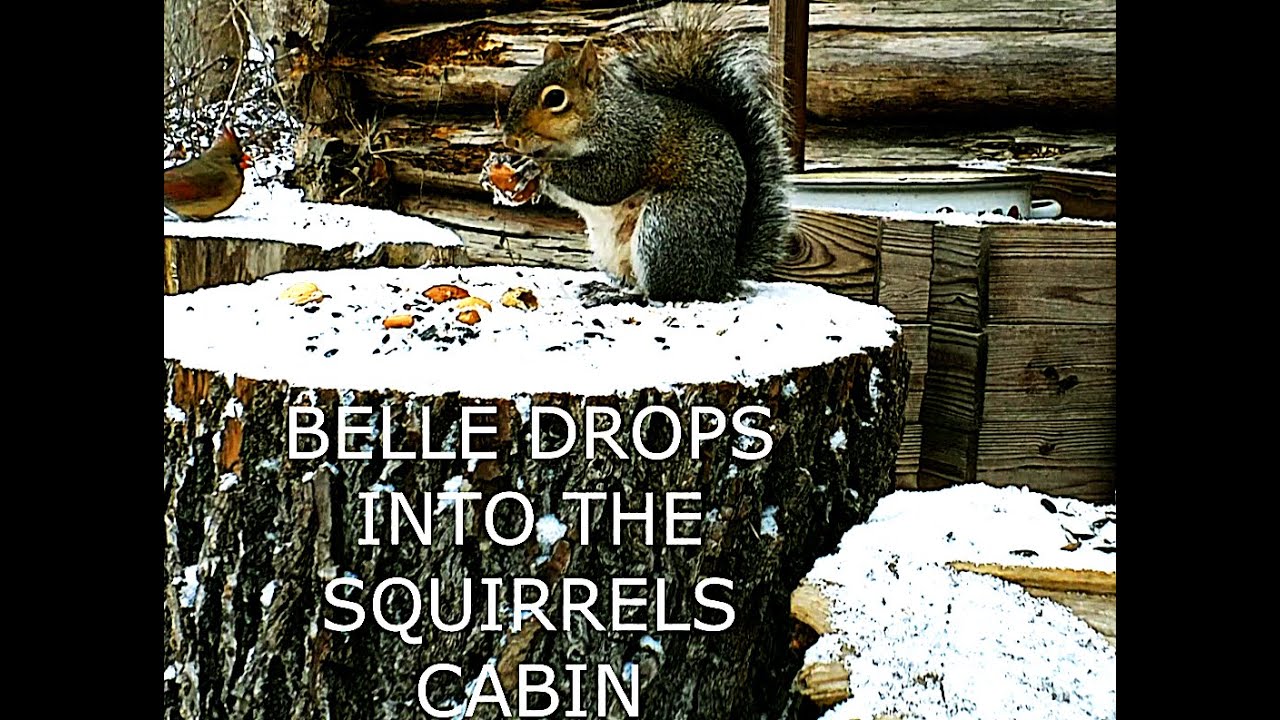 BELLE THE SQUIRREL AND BIRD FRIENDS LOG CABIN IN THE WOODS