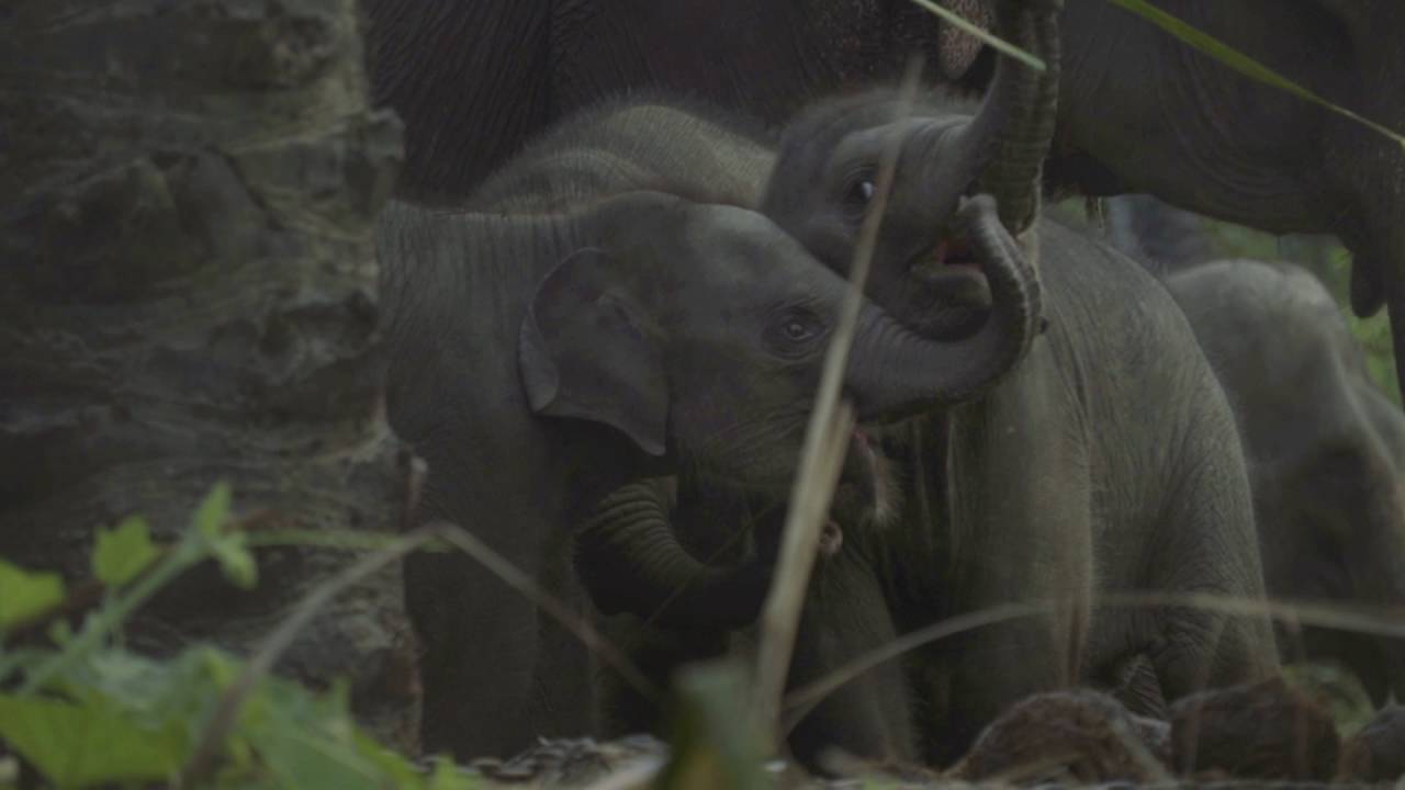 Save Our Forest Giants [Short]