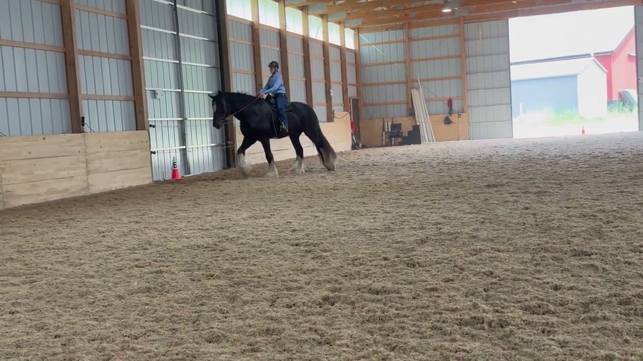 Glass-Ed June Virtual Show, Jane Williamson, Big Sky Tuff's Winston, Western Intro Test 1