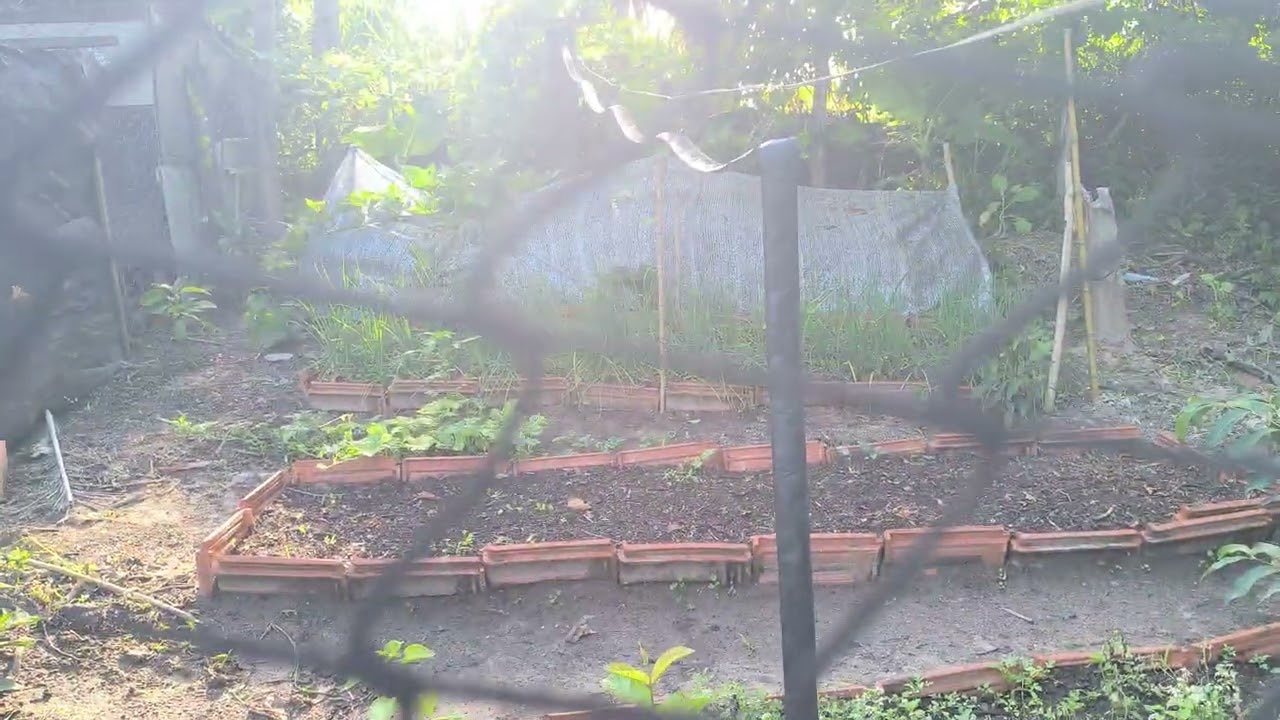 Mas um dia de pé graças a Deus lutando sem desistir 