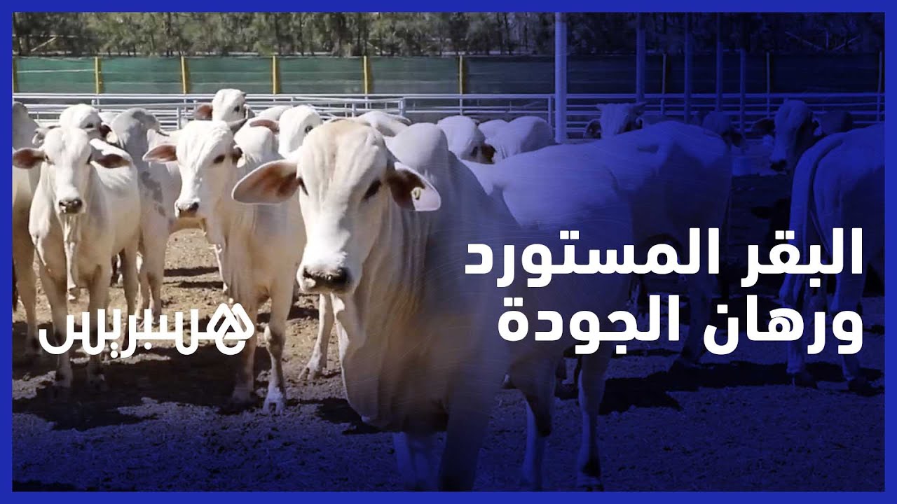 الأبقار البرازيلية.. رحلة دخول للمملكة لخفض الأسعار وإنقاذ جيوب المغاربة