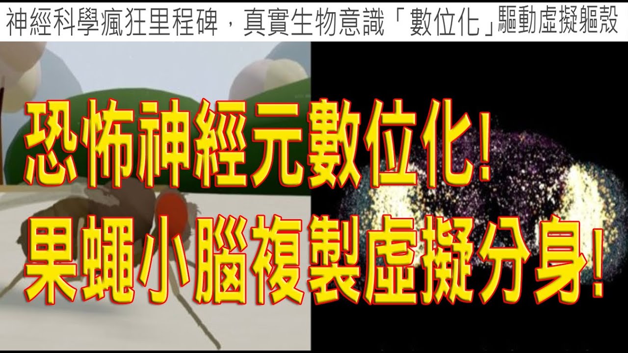 927.【非大時評】恐怖神經元數位化!果蠅小腦複製虛擬分身!