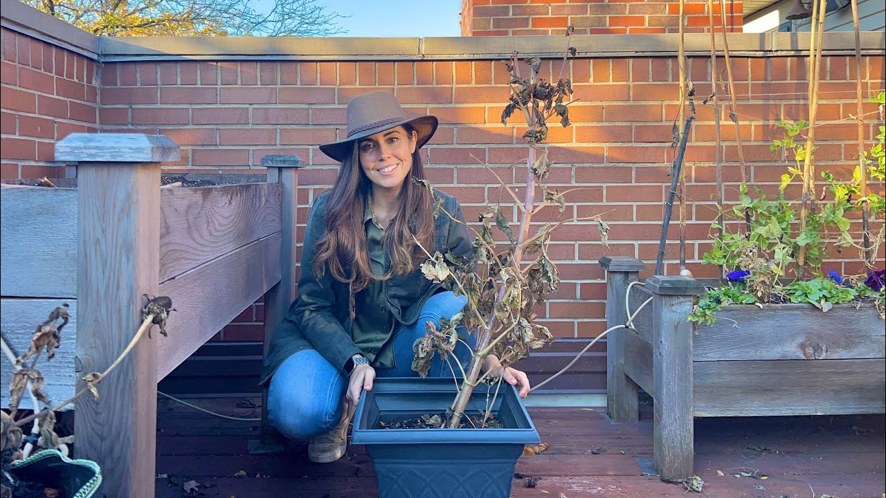 Overwinter Dahlias in Pots | The Easiest Way To Store Them Over Winter!