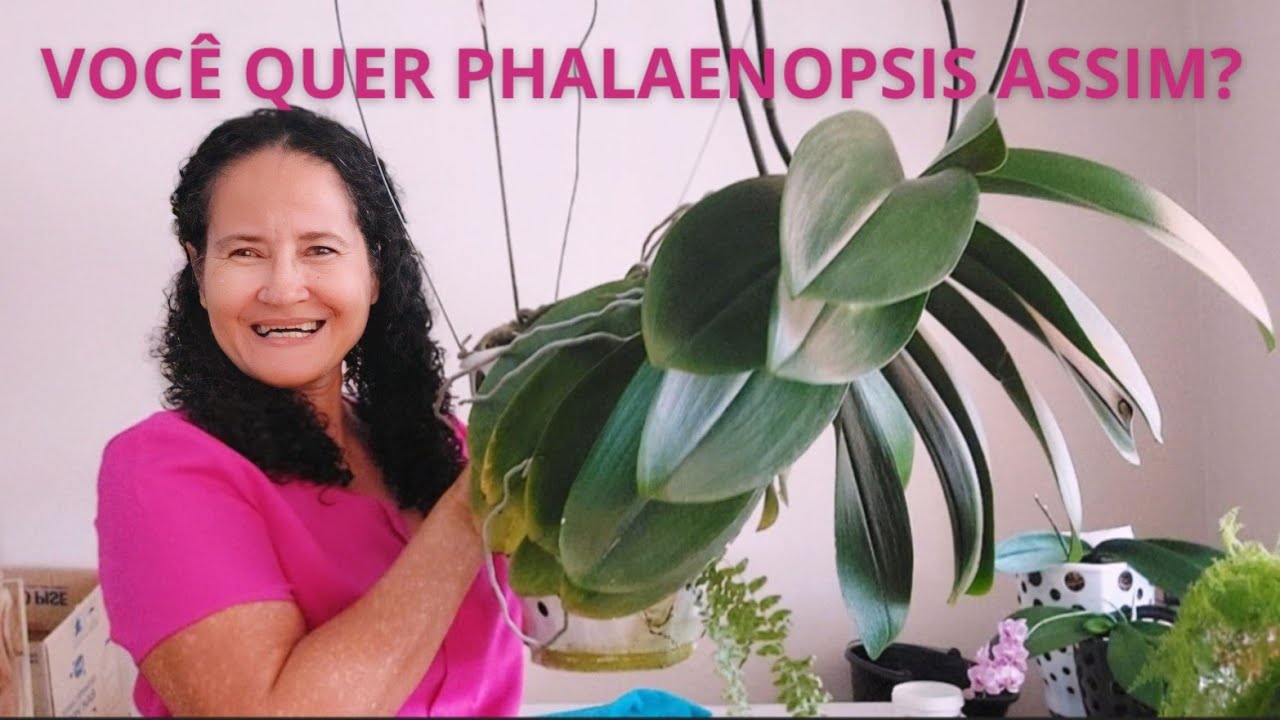 Rega que fez a phalaenopsis ficar gigante. tirando dúvidas...