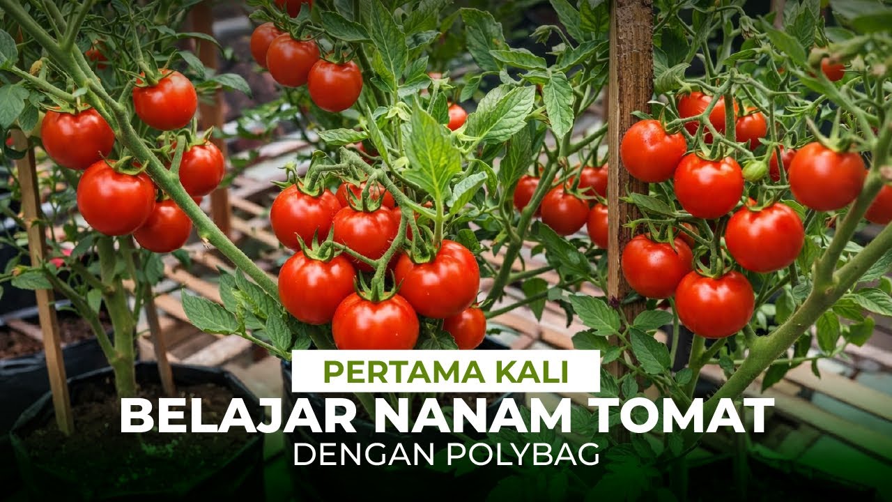 Cara menanam tomat dipolybag