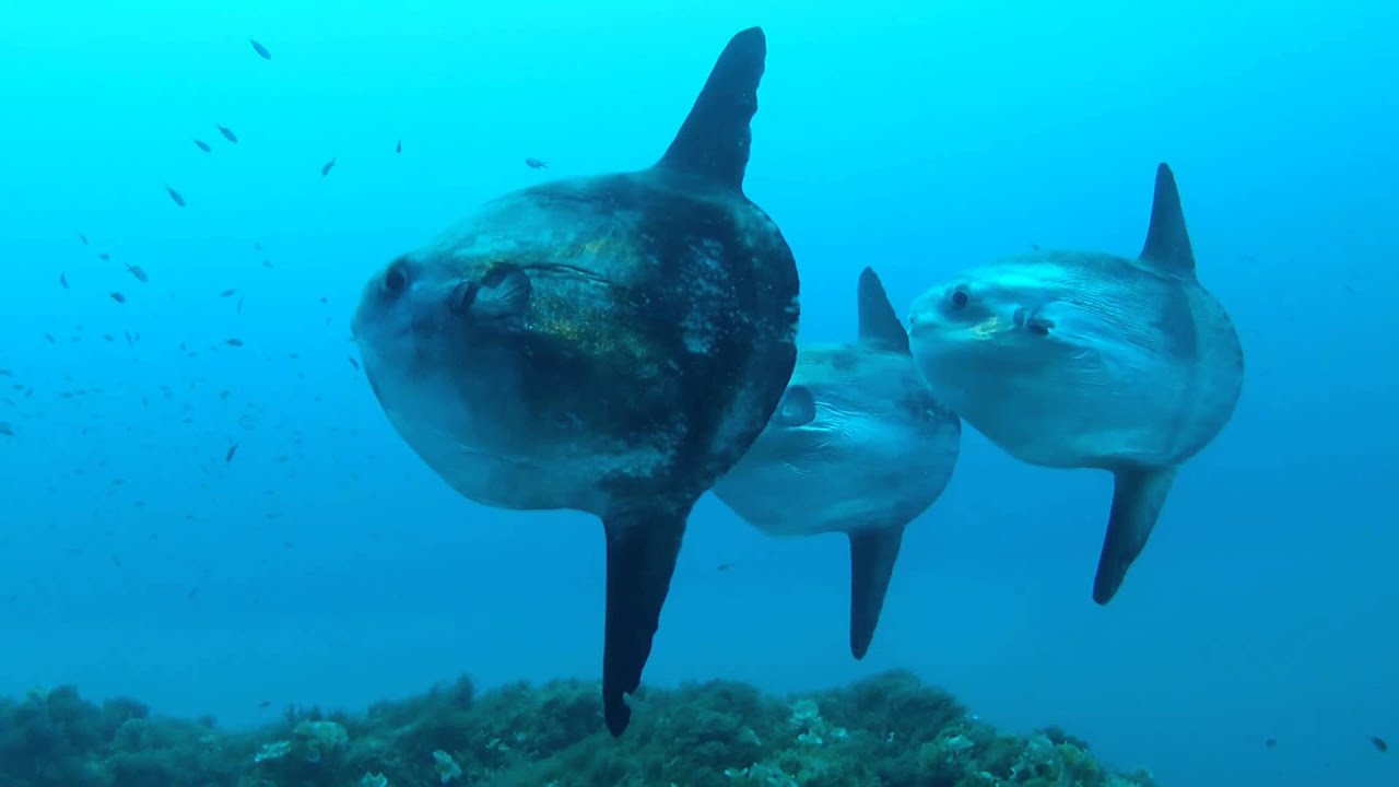 Diving with Mola Mola