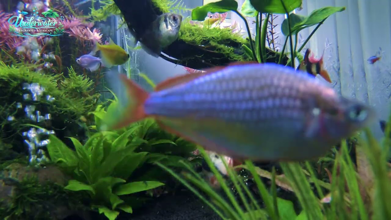 Relaxing Aquarium – Underwater Fish & Aquascape