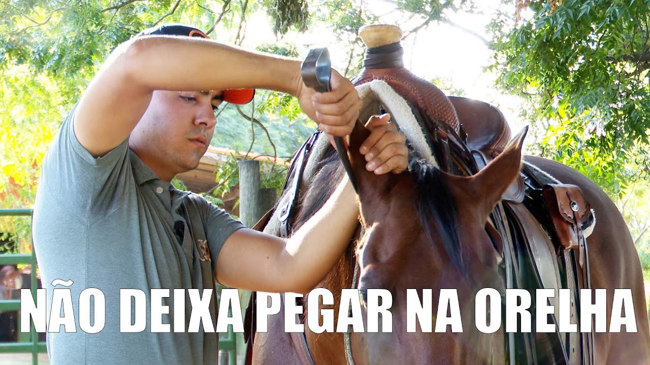 Meu cavalo não deixa pegar nas orelhas, o que fazer?