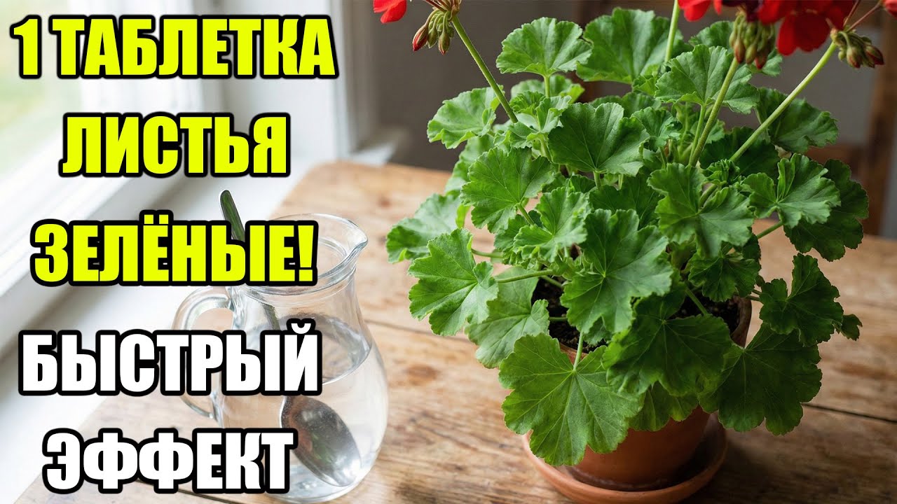 1 ТАБЛЕТКА — И ГЕРАНЬ СТАНОВИТСЯ ЯРКО-ЗЕЛЁНОЙ! МГНОВЕННОЕ ОЖИВЛЕНИЕ ЛИСТЬЕВ
