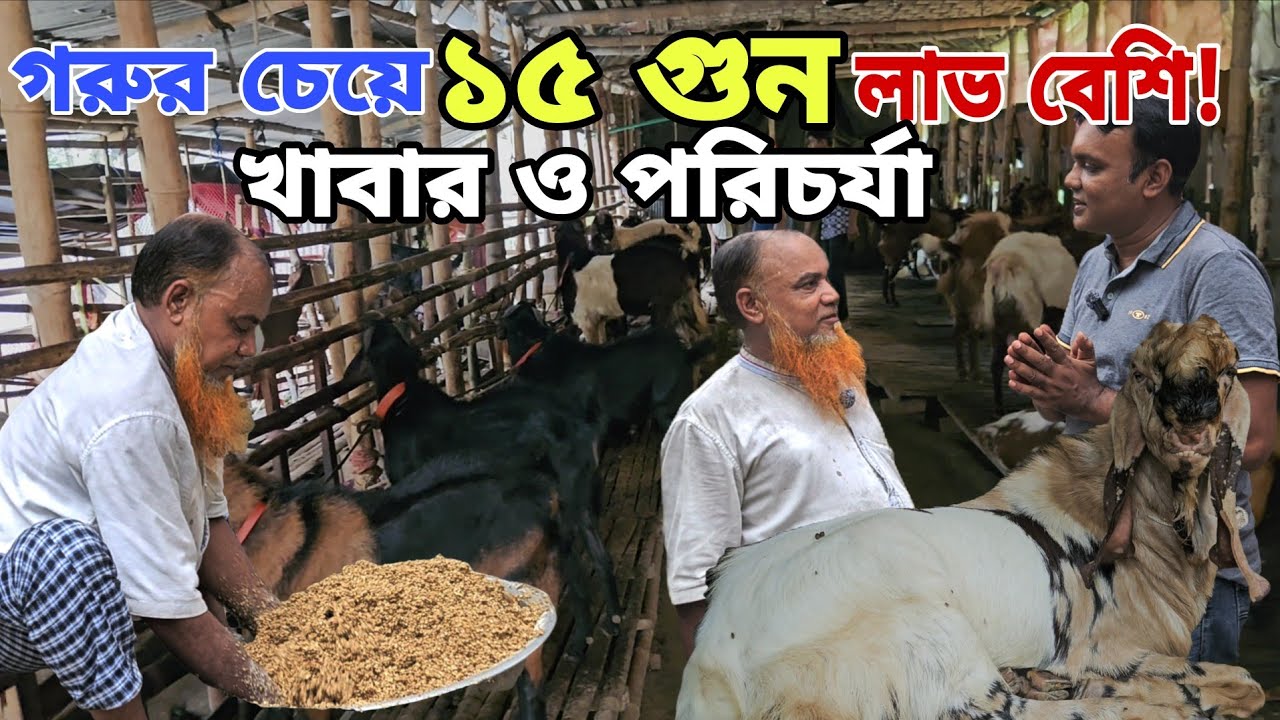 গরুর চেয়ে ১৫ গুন লাভ বেশি | রংপুরের দিলদার ভাইয়ের পালন পদ্ধতি ও পরিচর্যা | Agro Dream Bangla