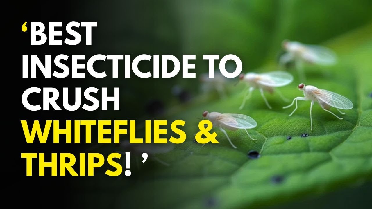 Best Insecticide to Crush Whiteflies & Thrips&mdash;Billionaire 500WP