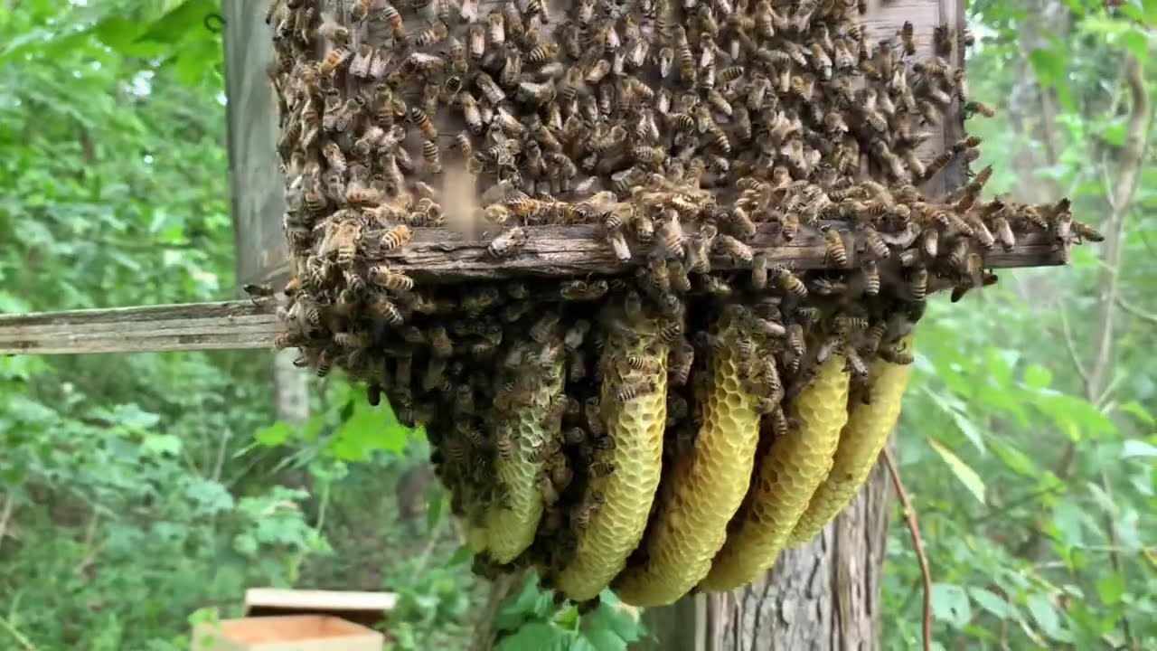 Colonia de abejas creciendo fuera de la trampa