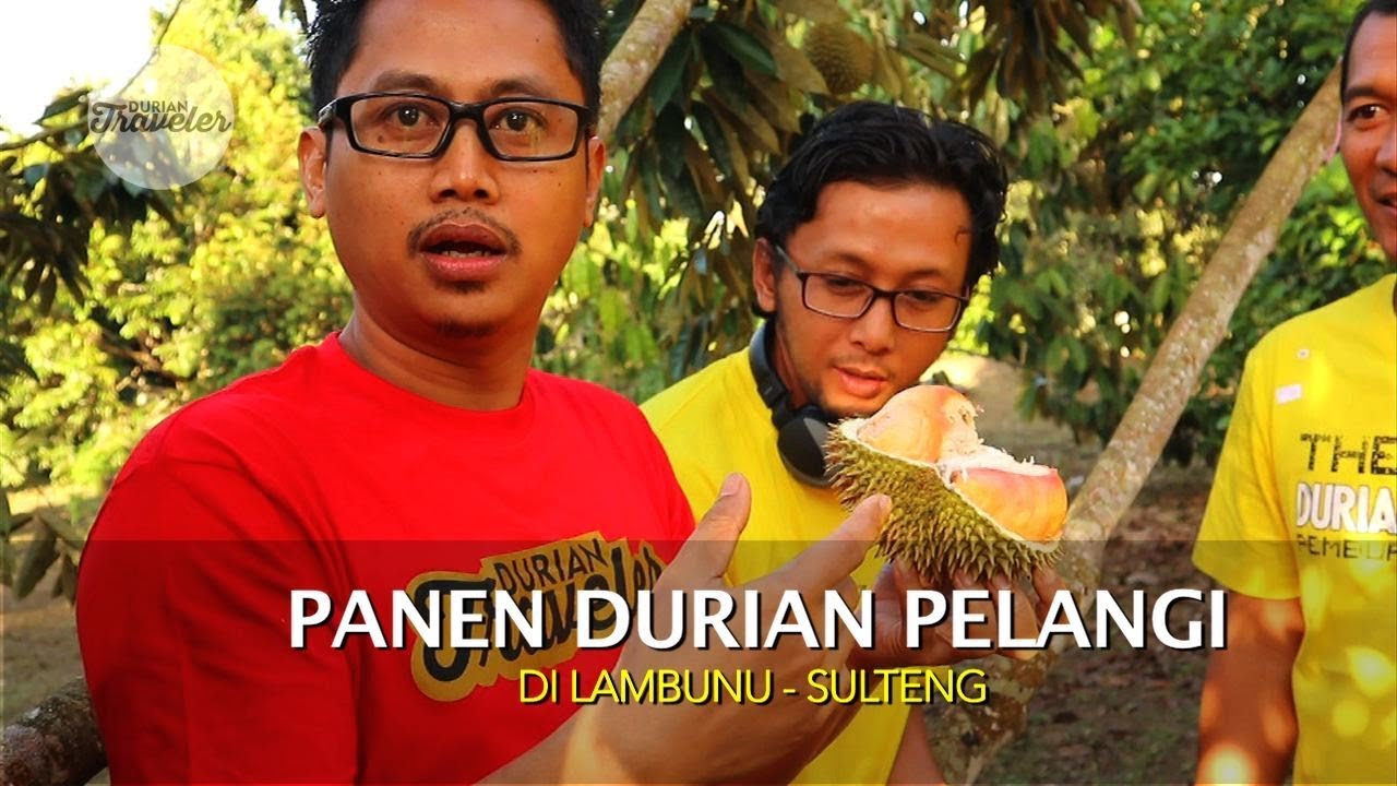 DURIAN PELANGI TAK SEINDAH WARNANYA