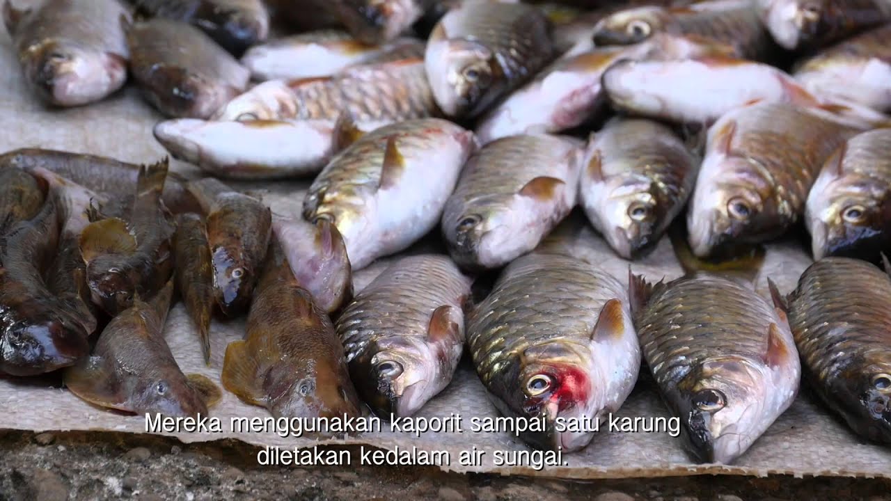 Mengenal Sungai Air Nokan Bengkulu Utara