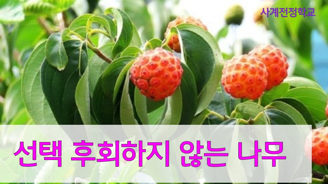 산딸나무 몇 가지 전정법 소개 #194사계전정학교 24 08  05