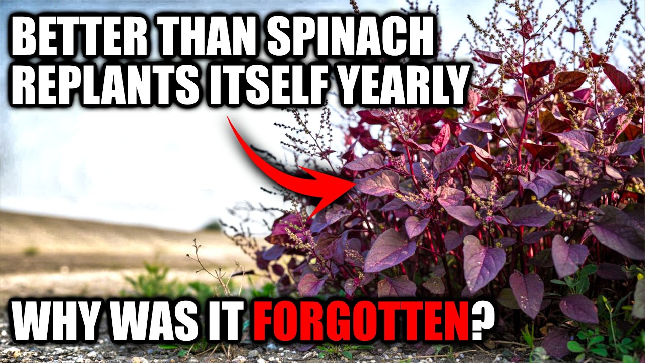 Better Than Spinach And Oranges Combined. Replants Itself Every Year. Why Did It Vanish?