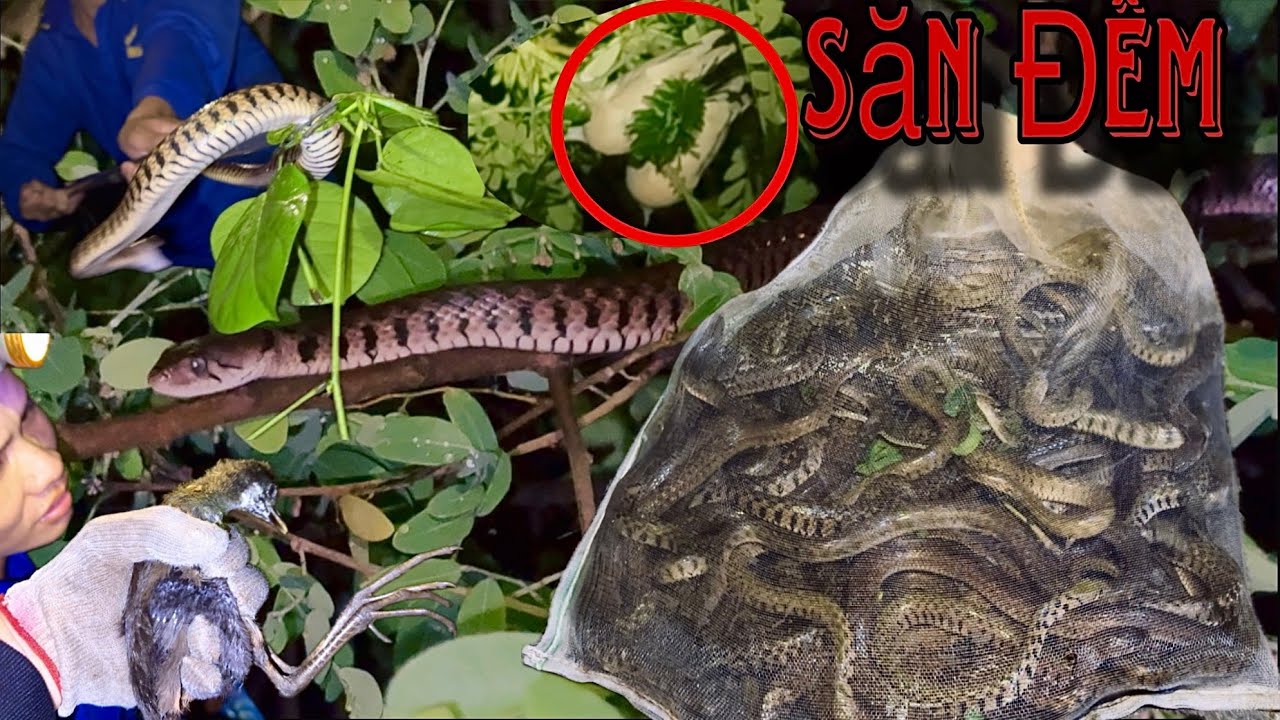ACTV / Soi Đêm Săn Rắn Cặp Kênh Đồng Ranh Biên Giới Quá Trời Rắn 