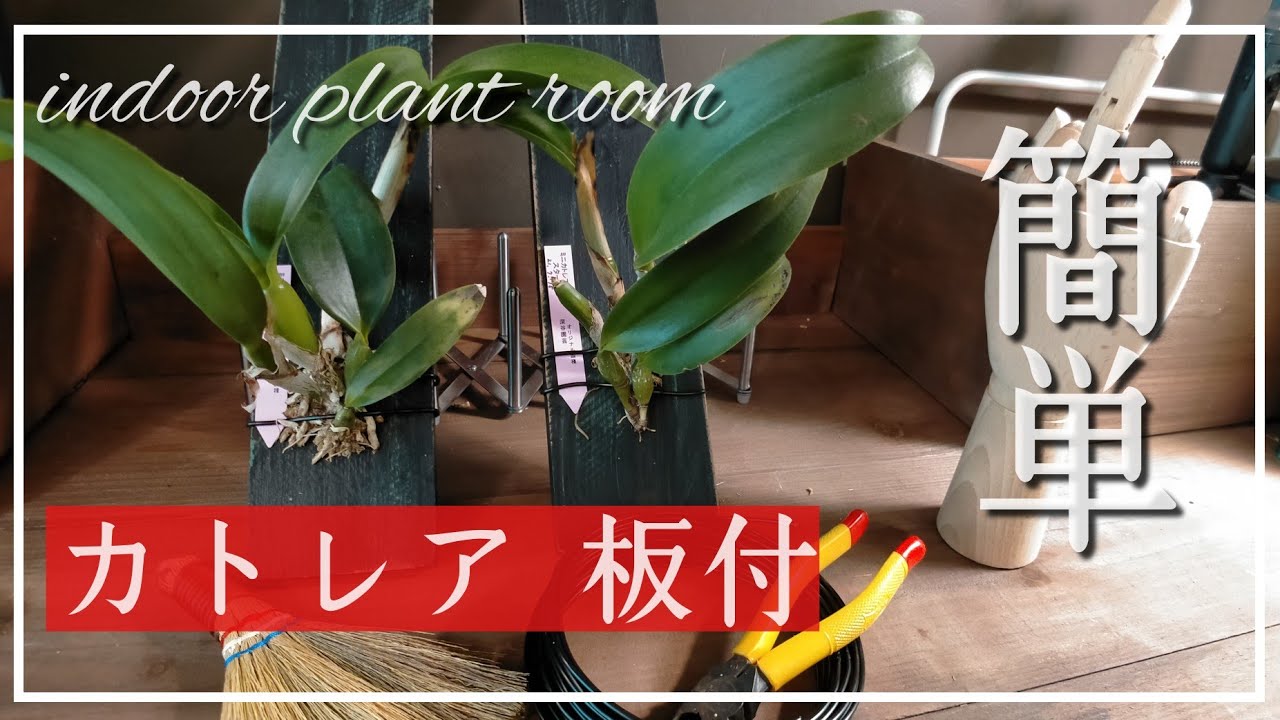 カトレア【板付】梅雨の晴れ間、公園の茸と安売りのミニカトレア