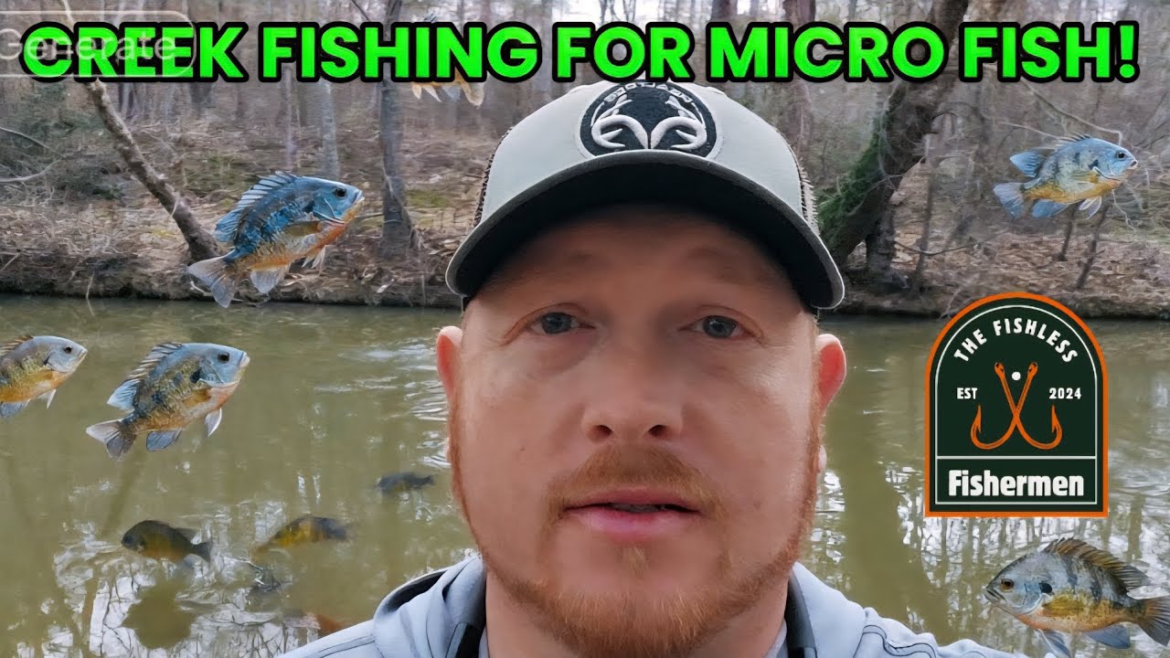 CREEK Fishing for Beautiful Micro BLUEGILL!! #creekfishing #bluegill #fishing  #ultralightfishing