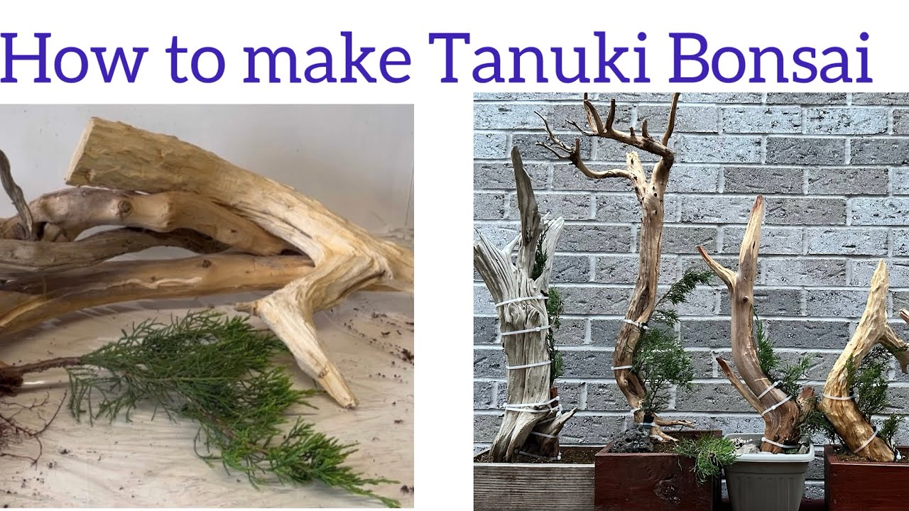 How to make a Tanuki Bonsai