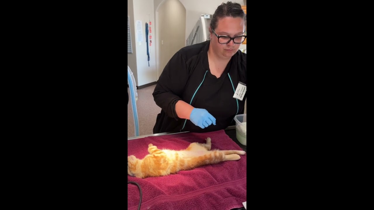 Penn Foster - Vet Tech - Skill 1 - Surgical Prep of Feline OHE