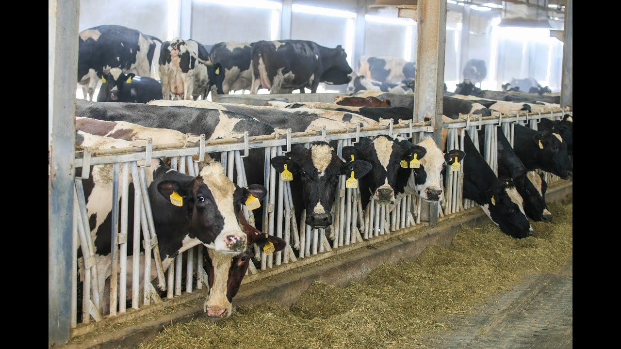 Keeping dairy cows cool