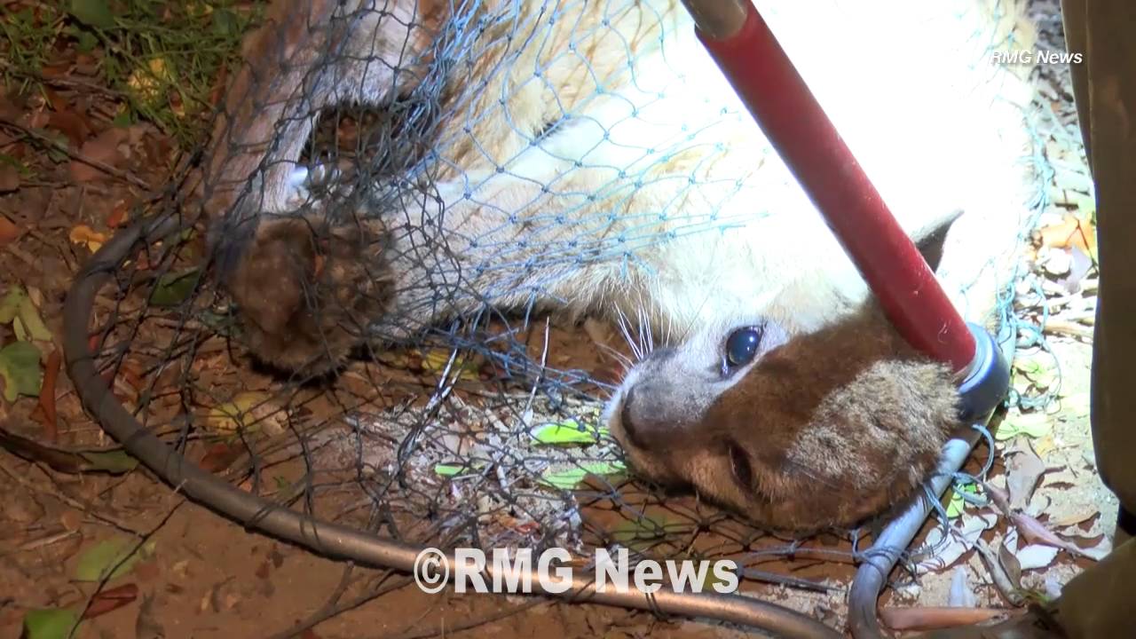 Young mountain lion captured after roaming the streets of San Dimas, California.