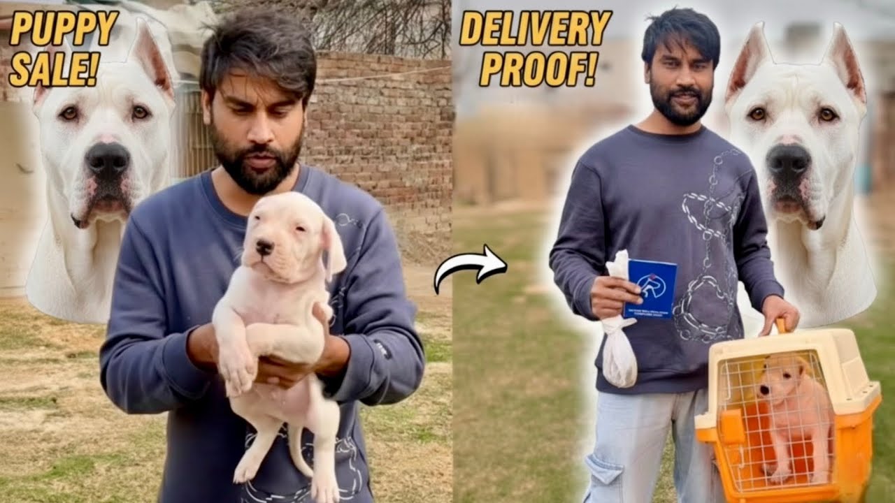 Dogo Argentino Puppy Delivered to Karachi 🇵🇰 | Champion Bloodline | Safe Cargo Experience
