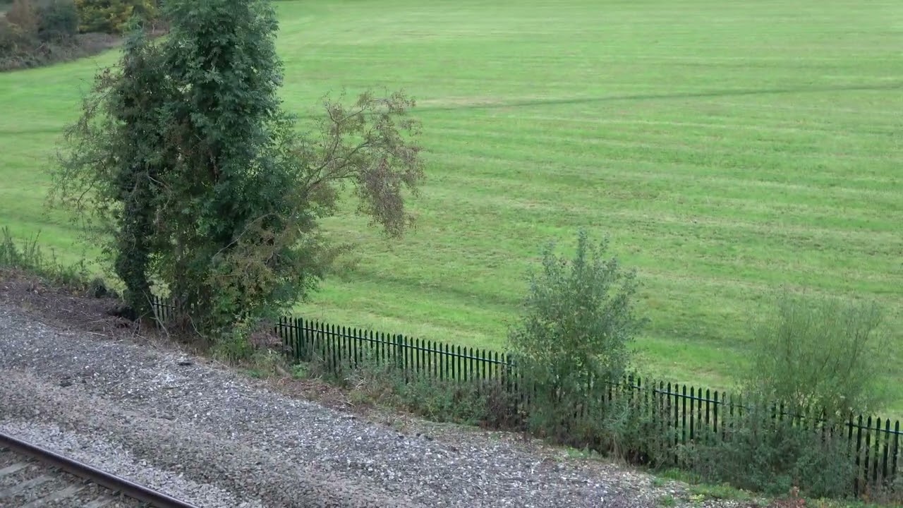 Stoat or Weasel chasing a rabbit